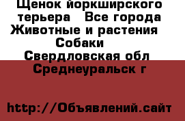 Щенок йоркширского терьера - Все города Животные и растения » Собаки   . Свердловская обл.,Среднеуральск г.